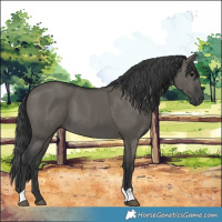 Horse Color:Grullo 