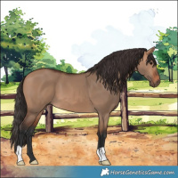 Horse Color:Bay Dun