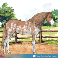Horse Color:Chestnut Sabino 