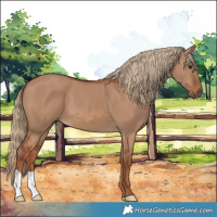 Horse Color:Red Dun