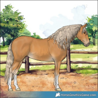 Horse Color:Palomino 