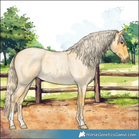 Horse Color:Palomino Roan