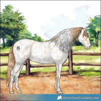 Horse Color:Gold Champagne Roan Appaloosa