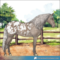 Horse Color:Silver Grullo Appaloosa