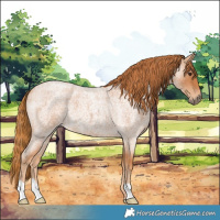Horse Color:Red Roan 