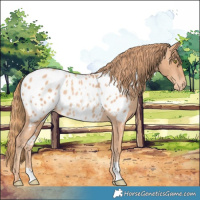 Horse Color:Gold Champagne Near Leopard Rabicano