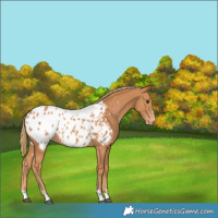 Horse Color:Chestnut Blanket