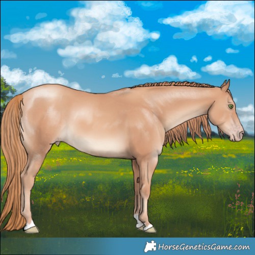 Horse Color:Gold Champagne 