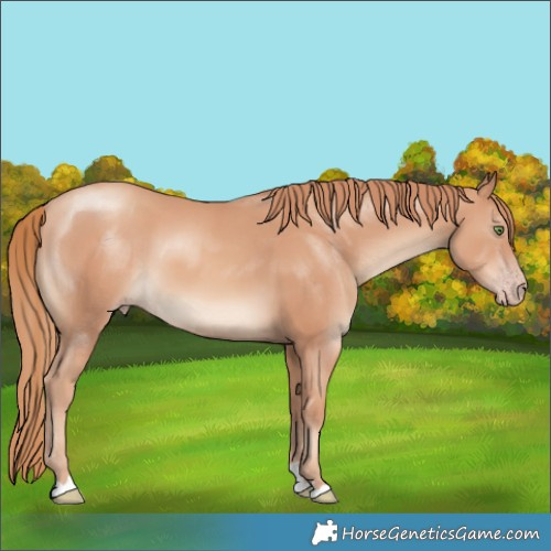 Horse Color:Gold Champagne 