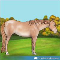 Horse Color:Gold Champagne 