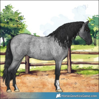 Horse Color:Blue Roan
