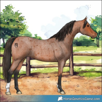 Horse Color:Bay Roan 