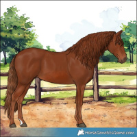 Horse Color:Chestnut 