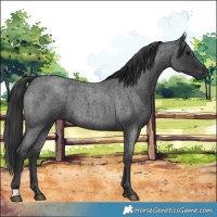 Horse Color:Blue Roan 
