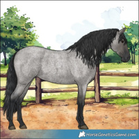 Horse Color:Grullo Roan 