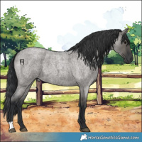 Horse Color:Grullo Roan