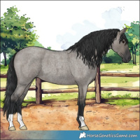 Horse Color:Grullo Roan