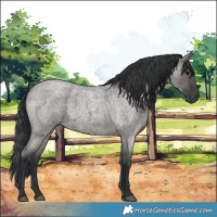 Horse Color:Grullo Roan 