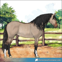 Horse Color:Brown Dun Rabicano