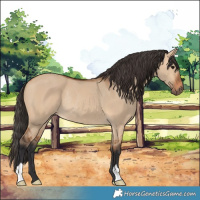 Horse Color:Bay Dun Rabicano
