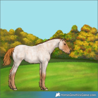 Horse Color:Red Roan 