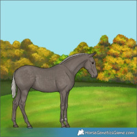 Horse Color:Silver Smoky Black 