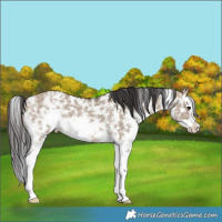 Horse Color:Brown Dun Sabino Splash 