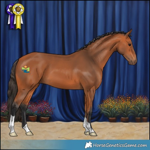 Horse Color:Bay 