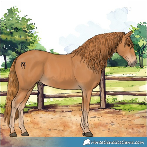 Horse Color:Chestnut 