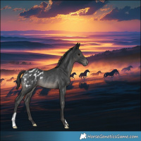Horse Color:Black Blanket Rabicano