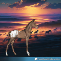 Horse Color:Liver Red Dun Blanket 