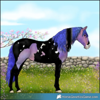 Horse Color:Watercolor Bay Tobiano