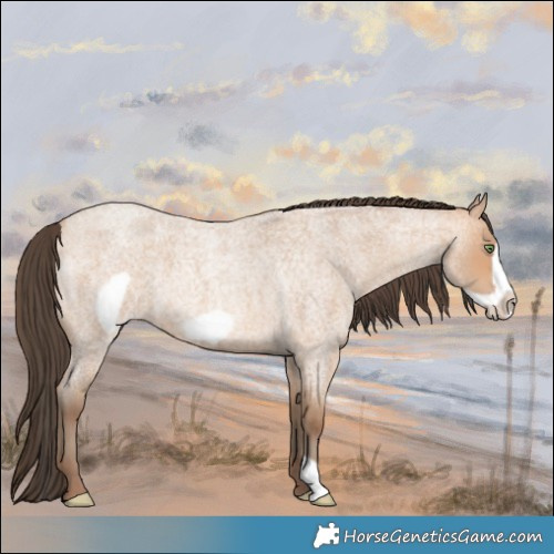 Horse Color:Amber Champagne Roan Frame 