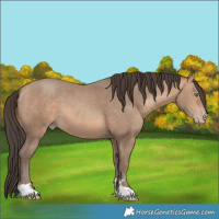 Horse Color:Amber Champagne