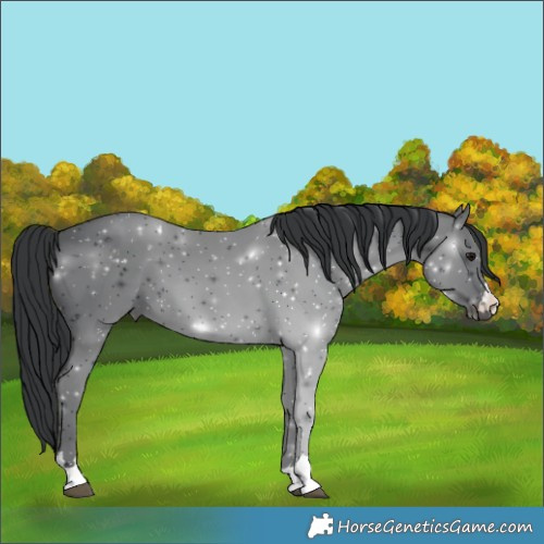 Horse Color:Black 