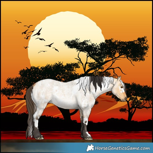 Horse Color:White Spotted Buckskin Roan Dun 