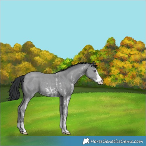Horse Color:Classic Champagne Chinchilla Sabino 