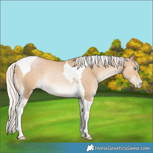 Horse Color:Silver Smoky Black Pearl Tobiano Rabicano 
