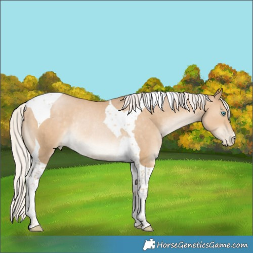 Horse Color:Silver Smoky Black Pearl Tobiano Rabicano 