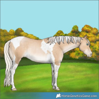 Horse Color:Silver Smoky Black Pearl Tobiano Rabicano 