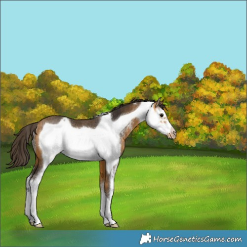 Horse Color:Buckskin Sabino Frame Rabicano 