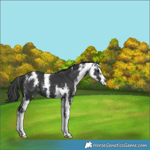 Horse Color:Black Sabino 