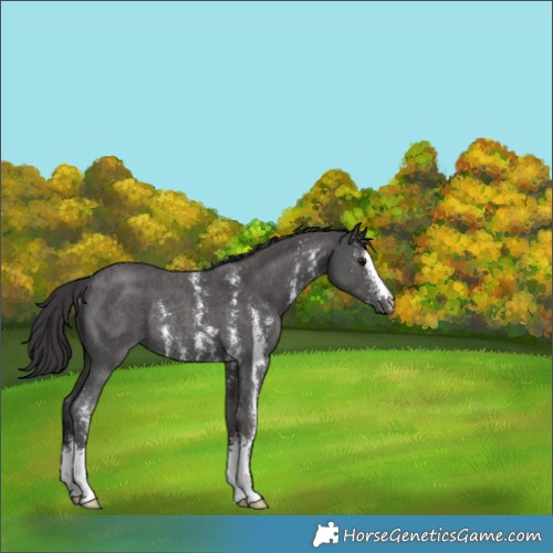 Horse Color:Smoky Black Sabino Rabicano 