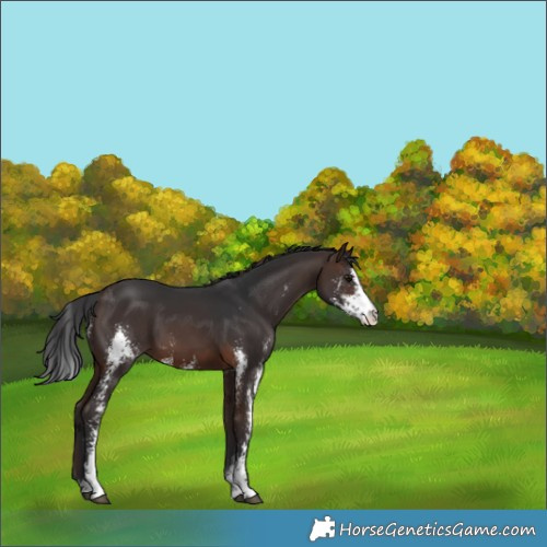 Horse Color:Brown Sabino 