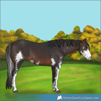 Horse Color:Brown Sabino 