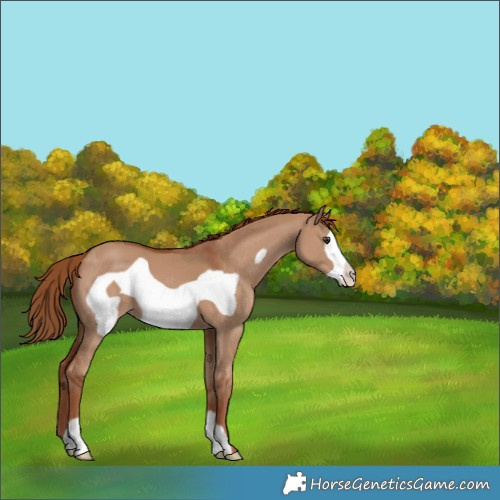 Horse Color:Red Dun Frame 