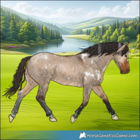 Horse Color:White Spotted Bay Dun 
