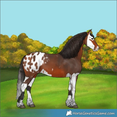 Horse Color:Bay Appaloosa  and Bay Splash Appaloosa 