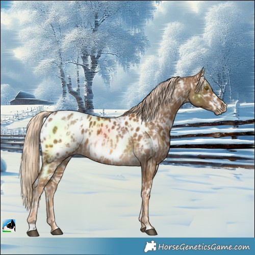 Horse Color:Chocolate Palomino Near Leopard  and Chocolate Palomino Blanket 