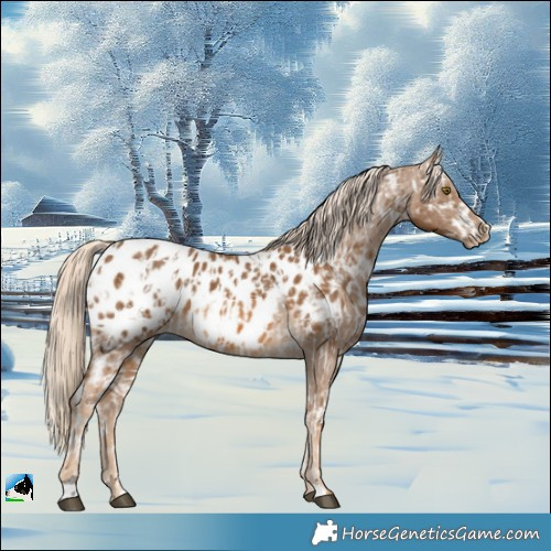 Horse Color:Chocolate Palomino Appaloosa and Chocolate Palomino Appaloosa
